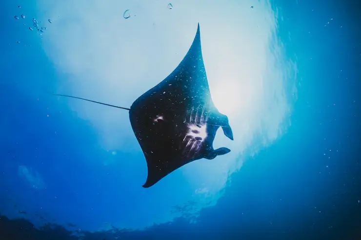 Manta Ray / Manta Bay, Spot Diving Terbaik Nusa Penida