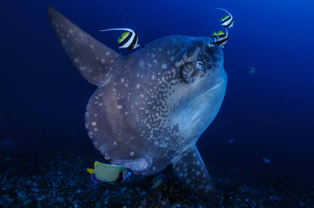 Large Mola Mola Sunfish at Cleaning Station in Bali